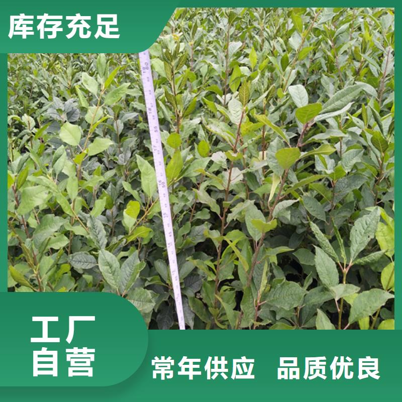 苹果苗视频-苹果苗-河北省沧州市盐山|泊头|承德|保定|石家庄|唐山|邯郸|衡水【本地】经销商