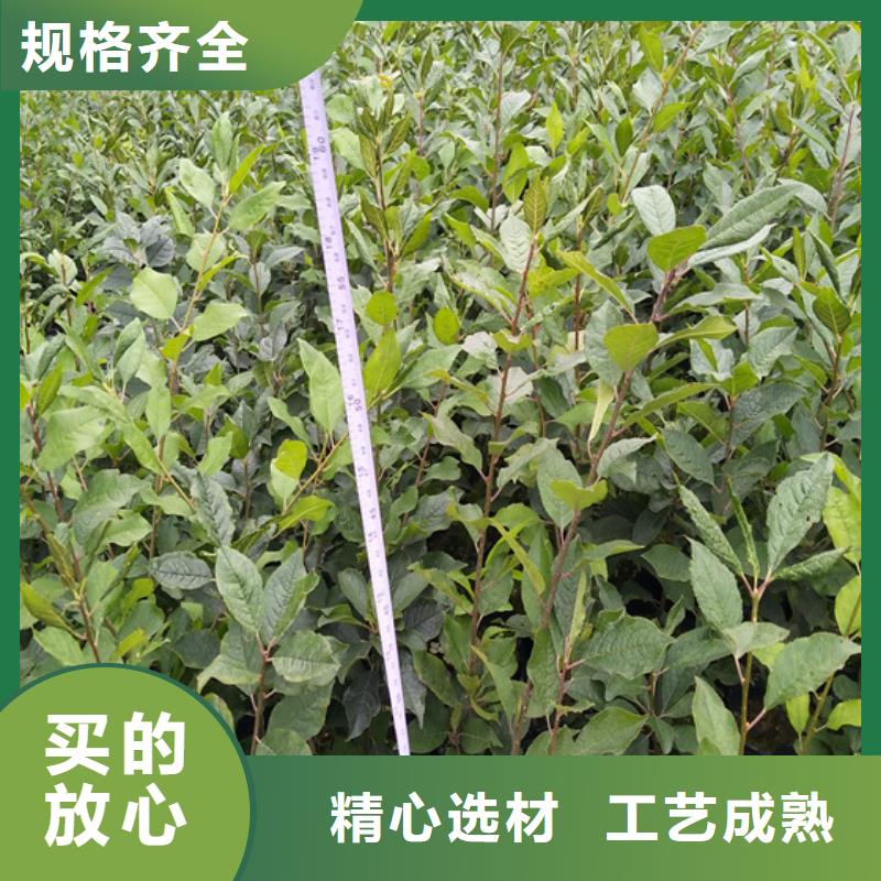 苹果苗视频-苹果苗|广东省梅州市|梅县|兴宁|揭阳|珠海|汕头|惠州