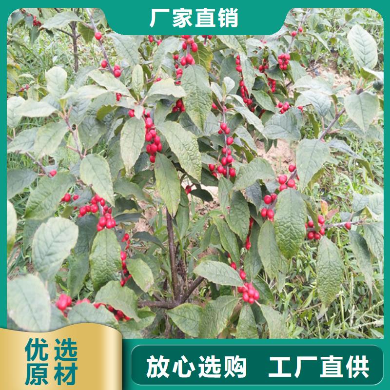 北美冬青_石榴苗专业生产制造厂