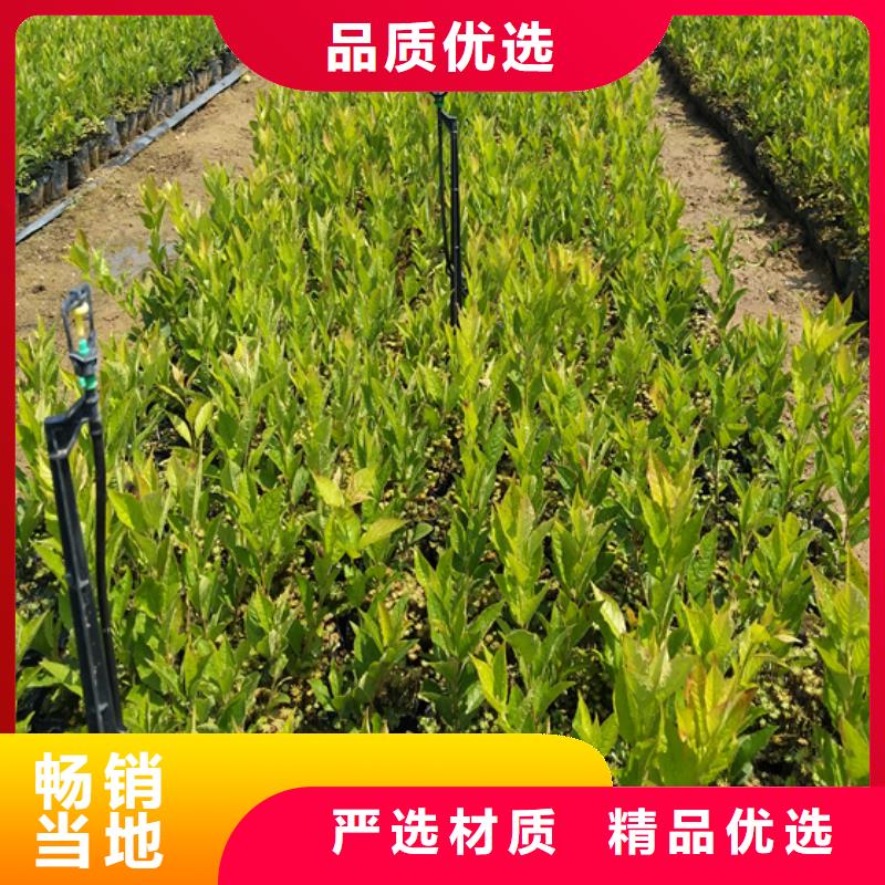 苹果苗视频-内蒙古呼和浩特市轩园苹果苗可服务区域赤峰|乌兰察布|兴安|阿拉善等