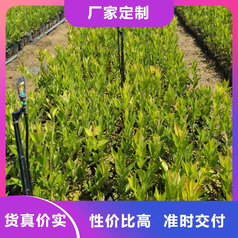 苹果苗视频-苹果苗-河北省沧州市盐山|泊头|承德|保定|石家庄|唐山|邯郸|衡水【本地】经销商