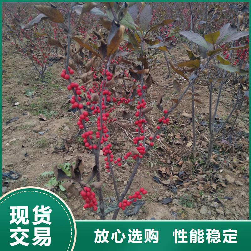 苹果苗视频-苹果苗|广东省梅州市|梅县|兴宁|揭阳|珠海|汕头|惠州