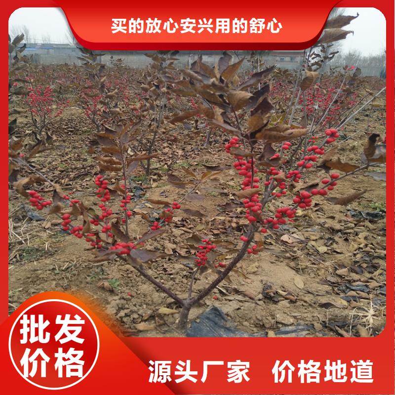 苹果苗视频-苹果苗|广东省梅州市|梅县|兴宁|揭阳|珠海|汕头|惠州