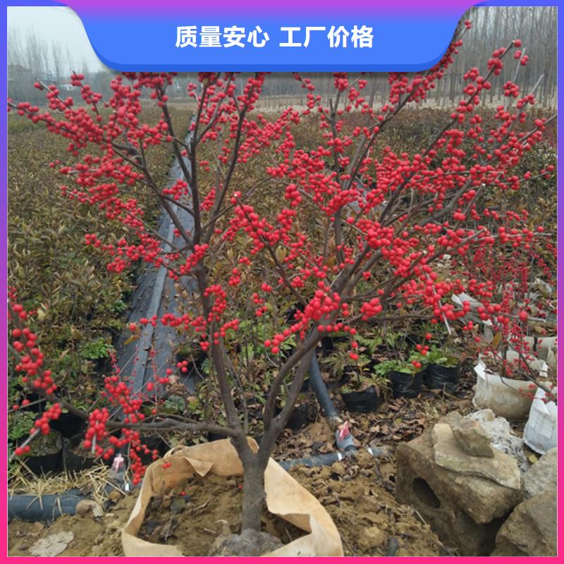 苹果苗视频-苹果苗-河北省沧州市盐山|泊头|承德|保定|石家庄|唐山|邯郸|衡水【本地】经销商
