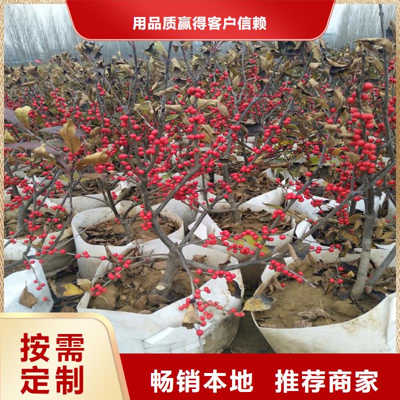 北美冬青_石榴苗专业生产制造厂