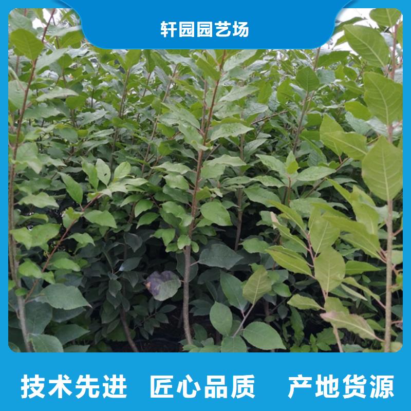 苹果苗视频-内蒙古呼和浩特市轩园苹果苗可服务区域赤峰|乌兰察布|兴安|阿拉善等