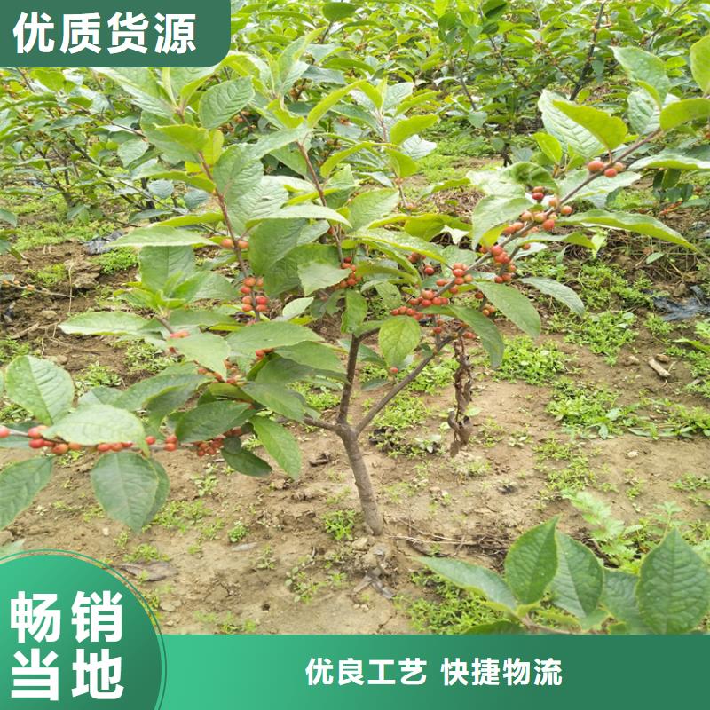 苹果苗视频-内蒙古呼和浩特市轩园苹果苗可服务区域赤峰|乌兰察布|兴安|阿拉善等