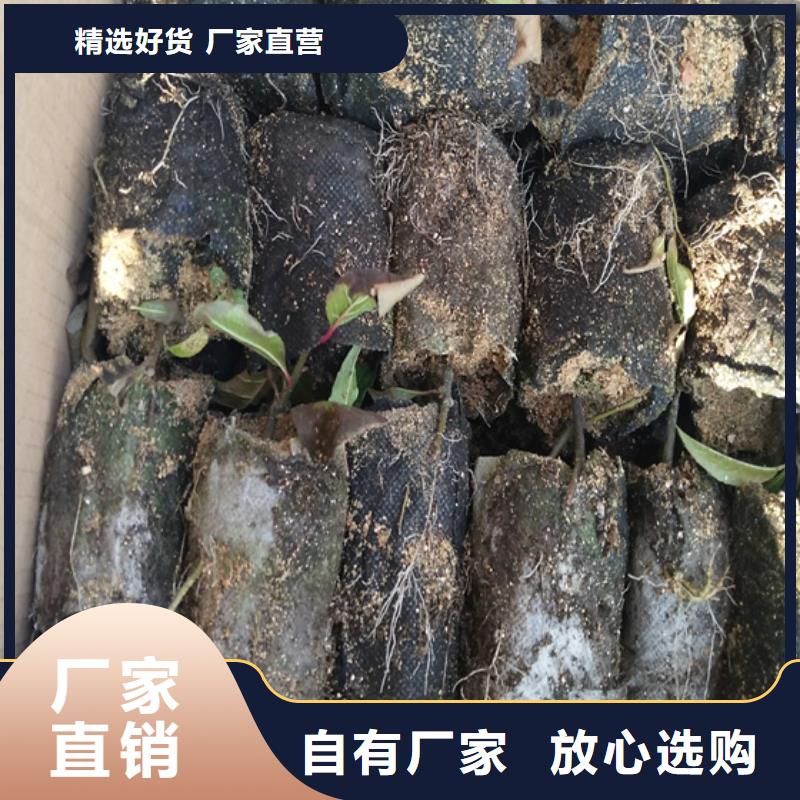 苹果苗视频-内蒙古呼和浩特市轩园苹果苗可服务区域赤峰|乌兰察布|兴安|阿拉善等