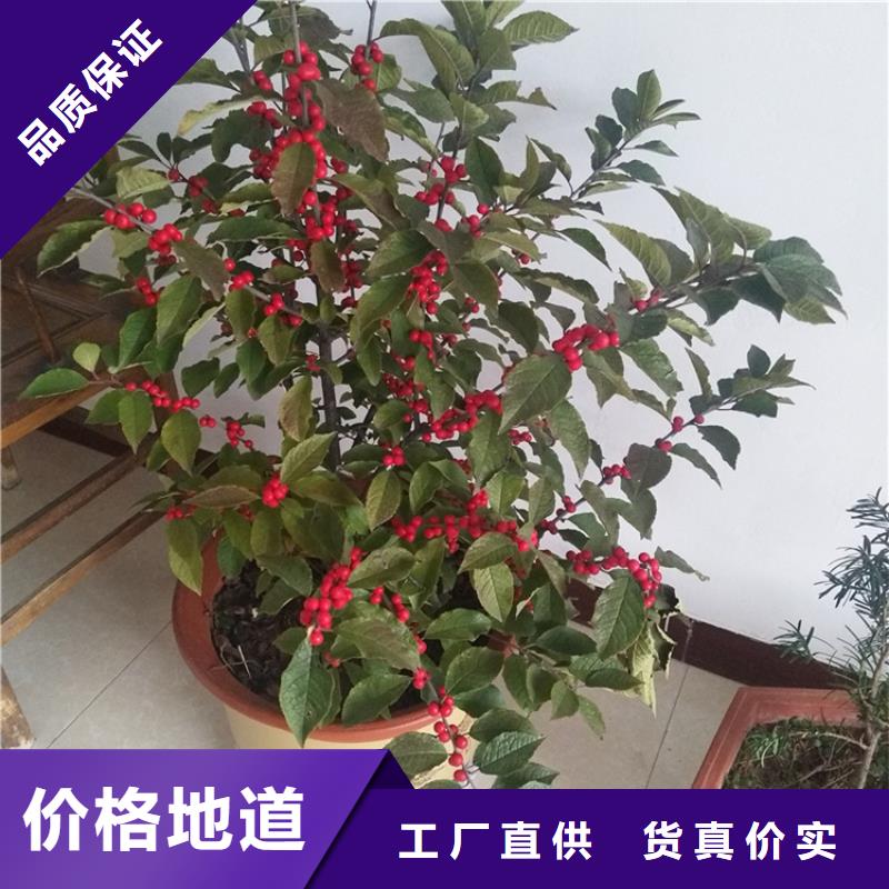 北美冬青_石榴苗专业生产制造厂
