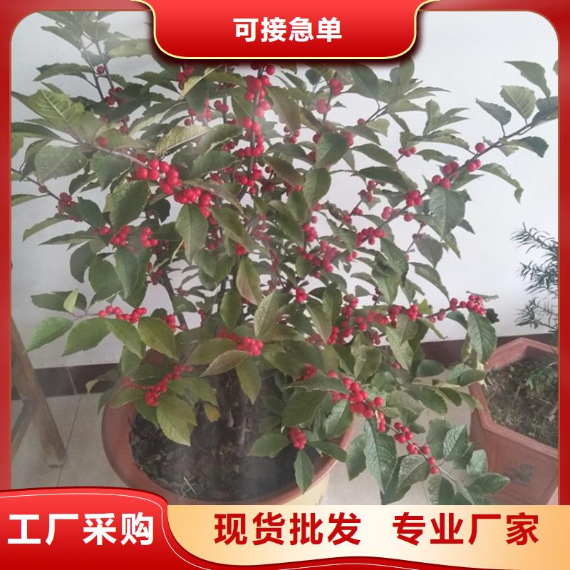 北美冬青_石榴苗专业生产制造厂