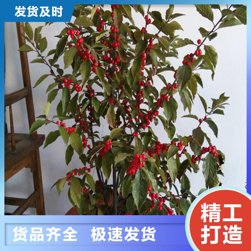 北美冬青_石榴苗专业生产制造厂