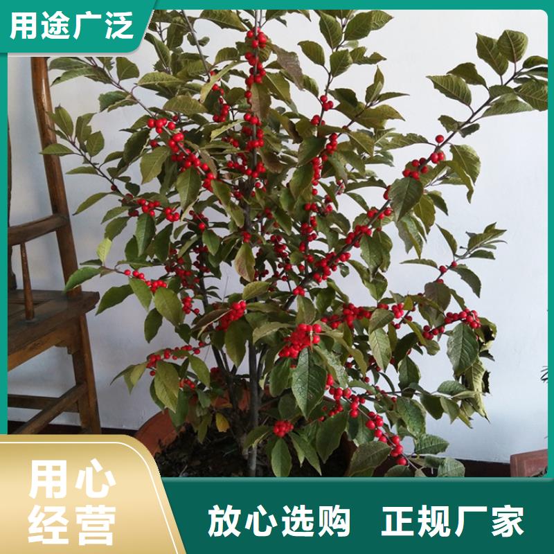 北美冬青_石榴苗专业生产制造厂