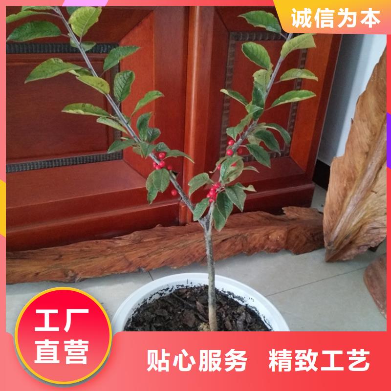 北美冬青_石榴苗专业生产制造厂
