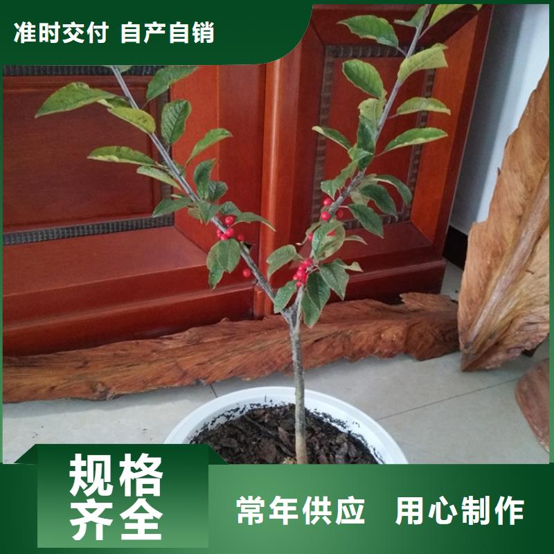 苹果苗视频-内蒙古呼和浩特市轩园苹果苗可服务区域赤峰|乌兰察布|兴安|阿拉善等
