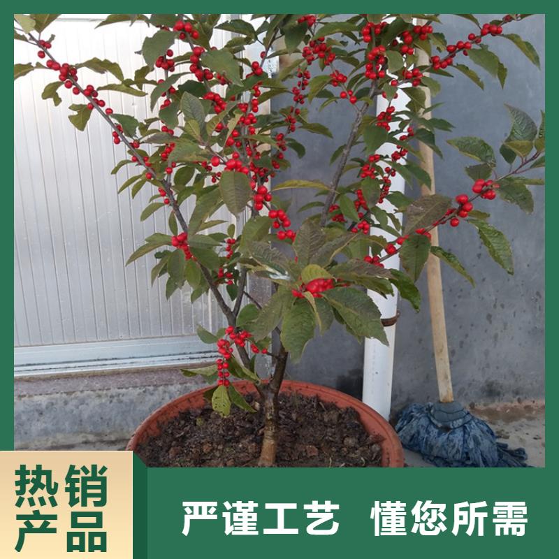 北美冬青_石榴苗专业生产制造厂