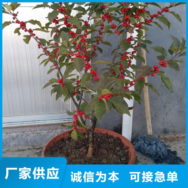 苹果苗视频-苹果苗|广东省梅州市|梅县|兴宁|揭阳|珠海|汕头|惠州