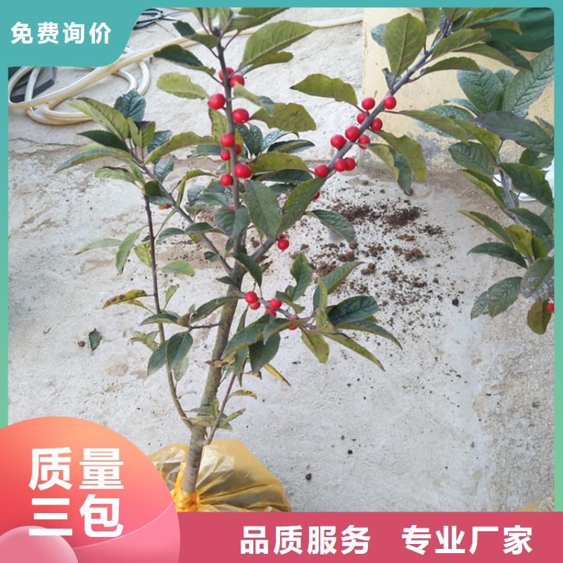 北美冬青_石榴苗专业生产制造厂