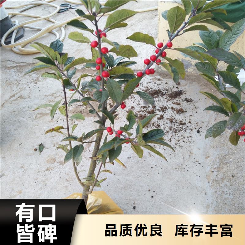苹果苗视频-苹果苗-河北省沧州市盐山|泊头|承德|保定|石家庄|唐山|邯郸|衡水【本地】经销商