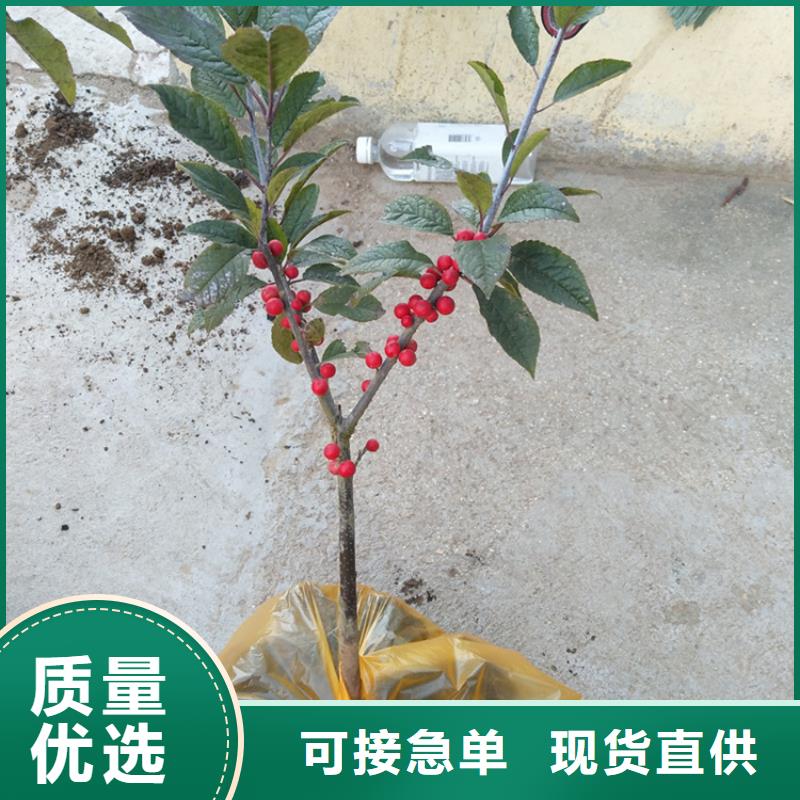 北美冬青_石榴苗专业生产制造厂