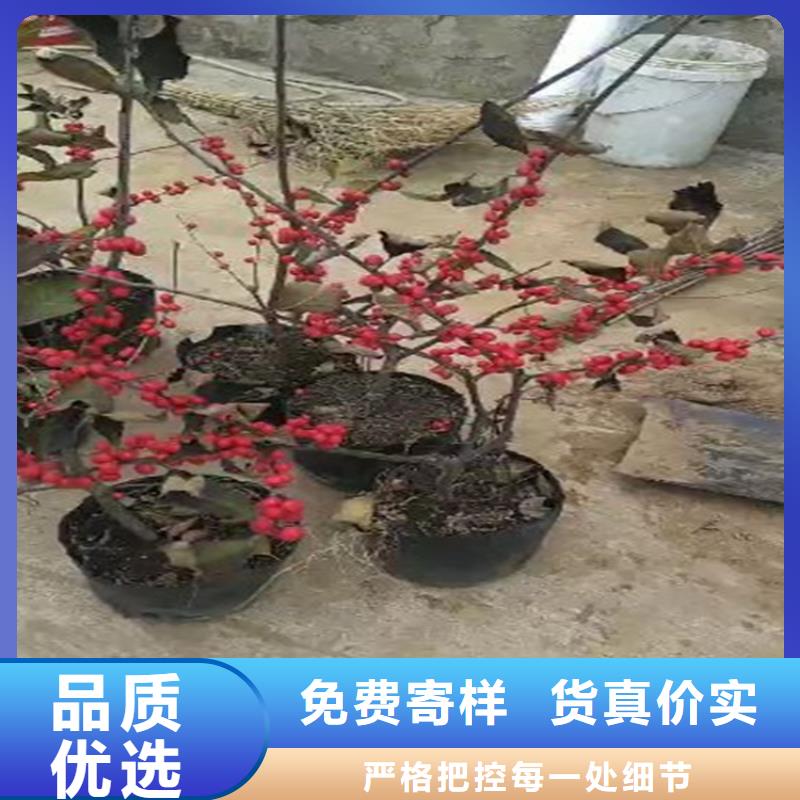 北美冬青_石榴苗专业生产制造厂