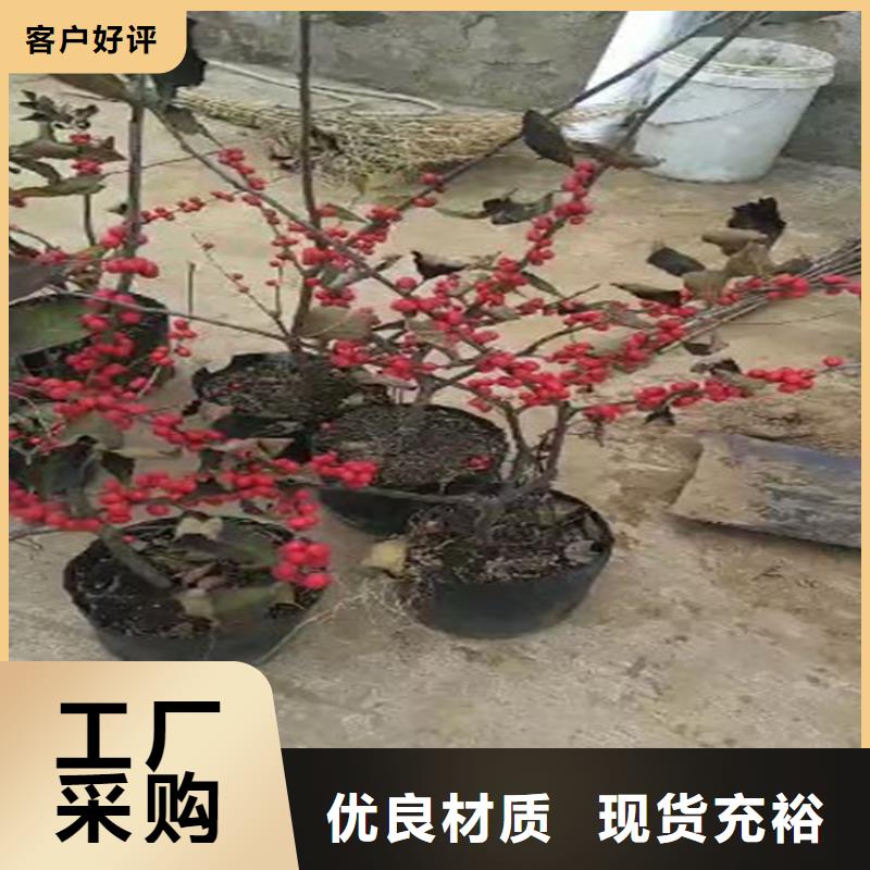 北美冬青_石榴苗专业生产制造厂