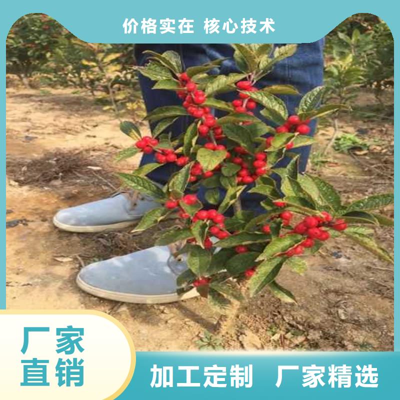 北美冬青_石榴苗专业生产制造厂