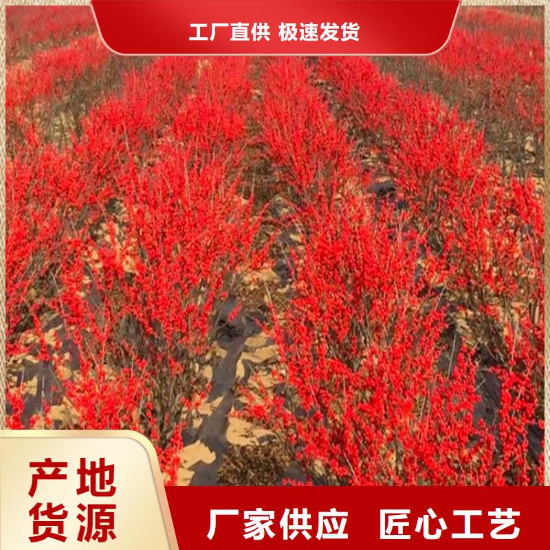 北美冬青_石榴苗专业生产制造厂