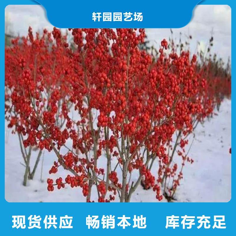 北美冬青_石榴苗专业生产制造厂