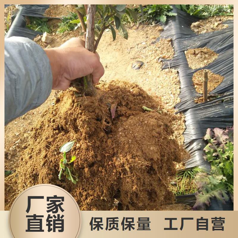蓝莓苗,桃树苗货源直销