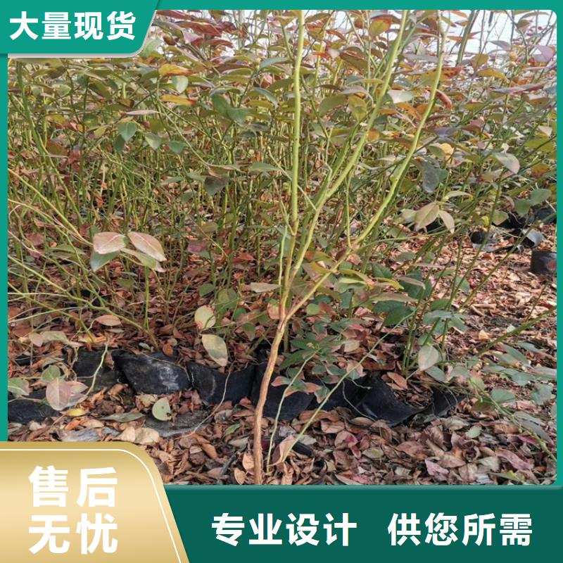苹果苗视频-苹果苗-黑龙江省齐齐哈尔市【同城】公司-富裕|依安|绥化|大庆|黑河|牡丹江|佳木斯|哈尔滨