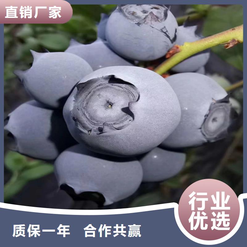 苹果苗视频-苹果苗_海南省海口市市场覆盖龙华|美兰|三亚等