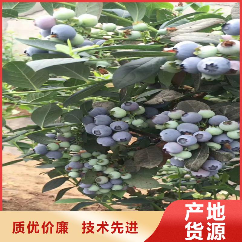 苹果苗视频-伊犁|克拉玛依轩园苹果苗_ 轩园园艺场(乌鲁木齐市分公司)