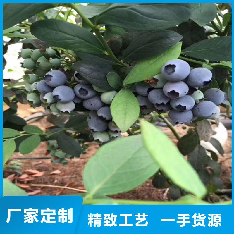 苹果苗视频-苹果苗_海南省海口市市场覆盖龙华|美兰|三亚等
