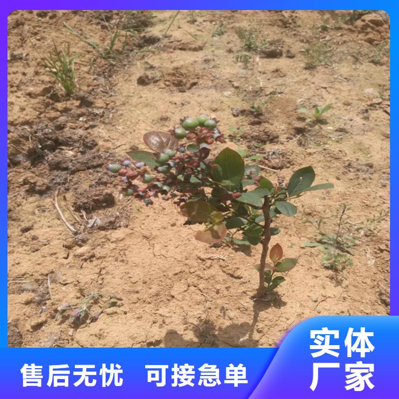 苹果苗视频-伊犁|克拉玛依轩园苹果苗_ 轩园园艺场(乌鲁木齐市分公司)