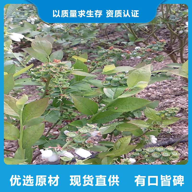 苹果苗视频-苹果苗-黑龙江省齐齐哈尔市【同城】公司-富裕|依安|绥化|大庆|黑河|牡丹江|佳木斯|哈尔滨