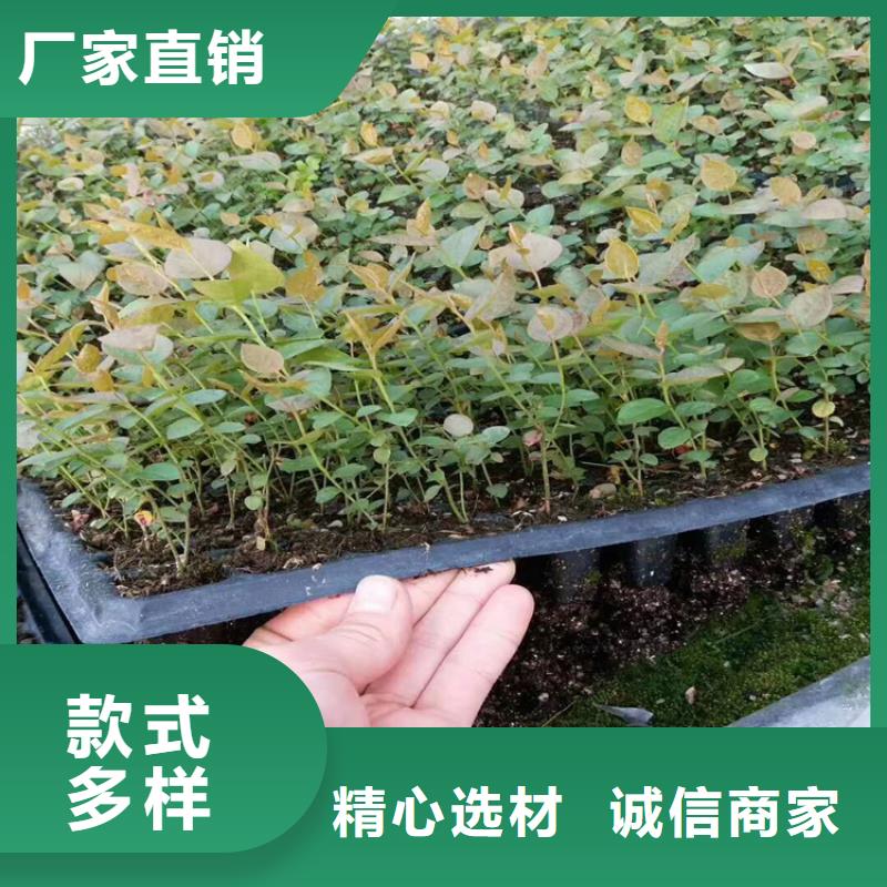苹果苗视频-苹果苗-黑龙江省齐齐哈尔市【同城】公司-富裕|依安|绥化|大庆|黑河|牡丹江|佳木斯|哈尔滨