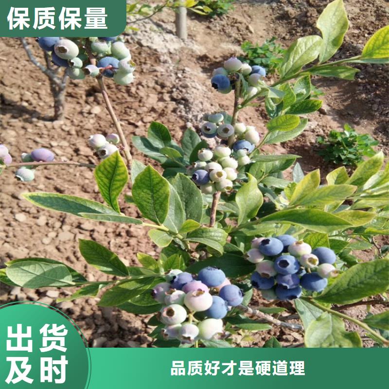 苹果苗视频-苹果苗-黑龙江省齐齐哈尔市【同城】公司-富裕|依安|绥化|大庆|黑河|牡丹江|佳木斯|哈尔滨