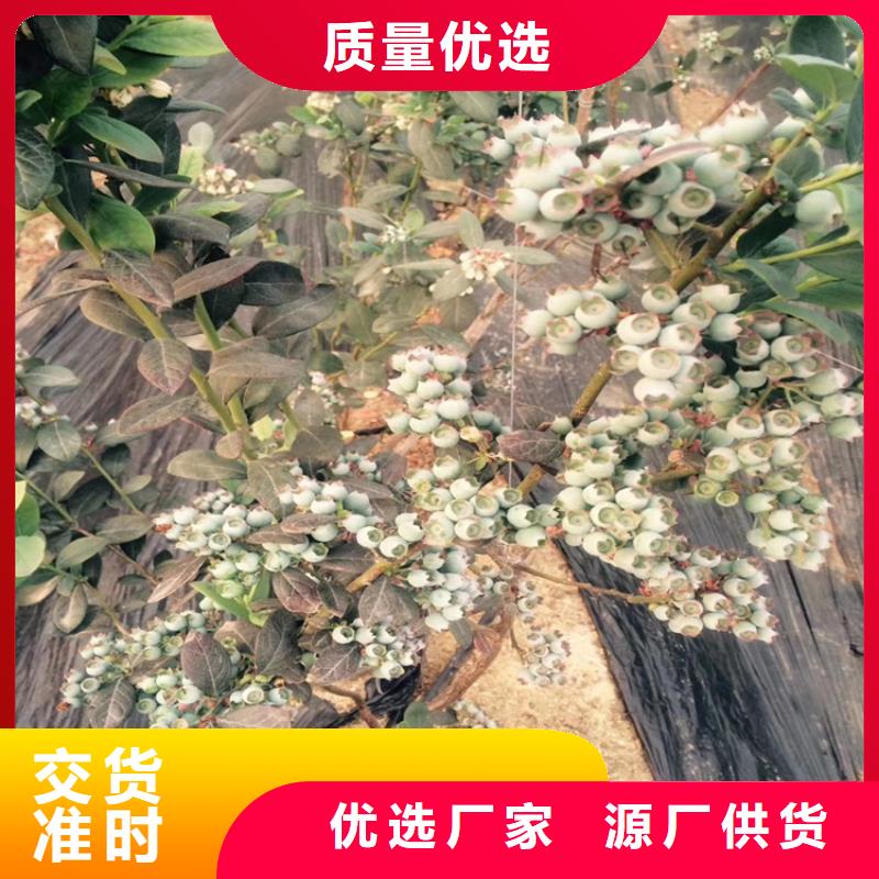 苹果苗视频-苹果苗-黑龙江省齐齐哈尔市【同城】公司-富裕|依安|绥化|大庆|黑河|牡丹江|佳木斯|哈尔滨
