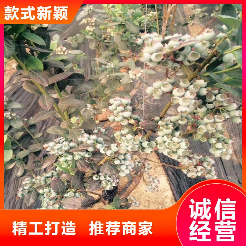 苹果苗视频-苹果苗_海南省海口市市场覆盖龙华|美兰|三亚等