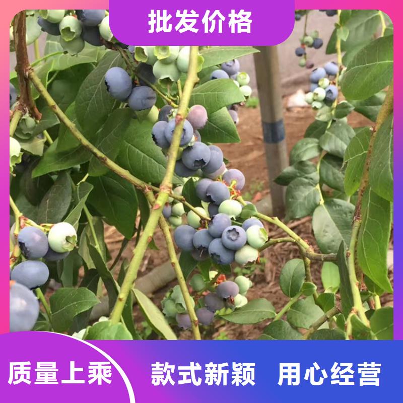 蓝莓苗石榴树出货及时