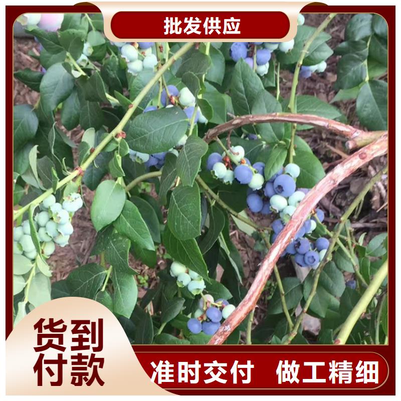 蓝莓苗石榴树出货及时