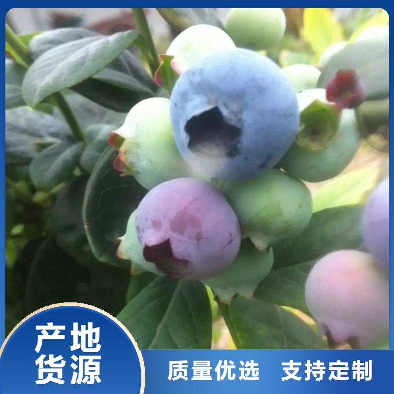 苹果苗视频-伊犁|克拉玛依轩园苹果苗_ 轩园园艺场(乌鲁木齐市分公司)