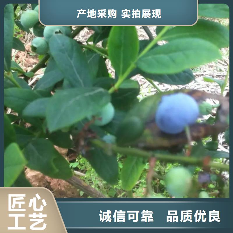 苹果苗视频-伊犁|克拉玛依轩园苹果苗_ 轩园园艺场(乌鲁木齐市分公司)