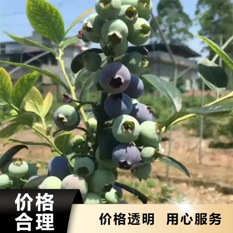 苹果苗视频-苹果苗-黑龙江省齐齐哈尔市【同城】公司-富裕|依安|绥化|大庆|黑河|牡丹江|佳木斯|哈尔滨