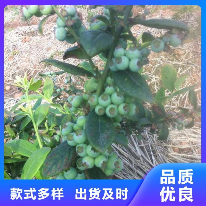 蓝莓苗石榴树出货及时