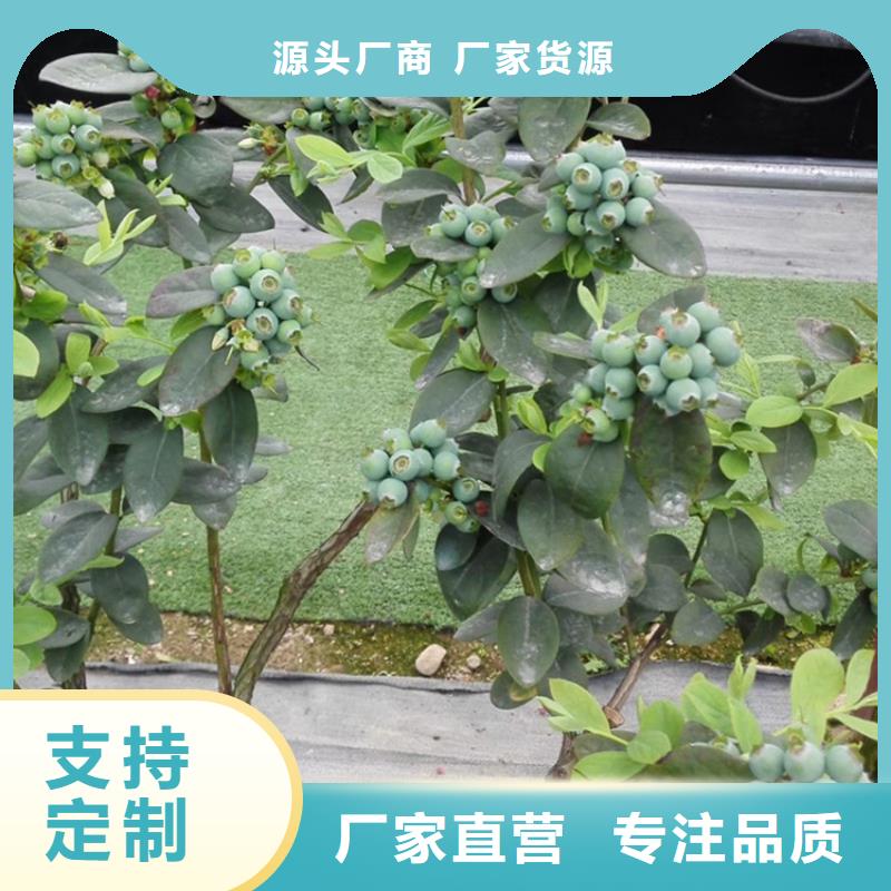 苹果苗视频-苹果苗-黑龙江省齐齐哈尔市【同城】公司-富裕|依安|绥化|大庆|黑河|牡丹江|佳木斯|哈尔滨