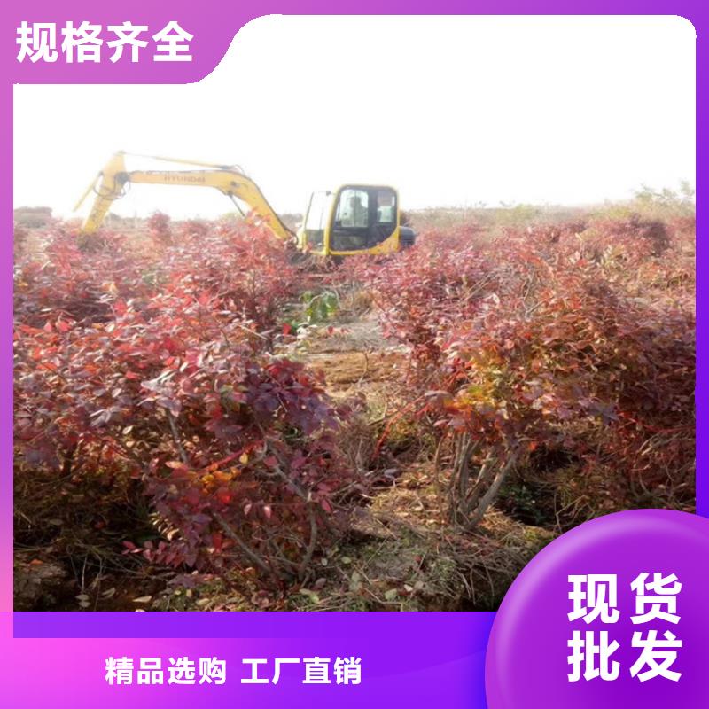 蓝莓苗,桃树苗货源直销