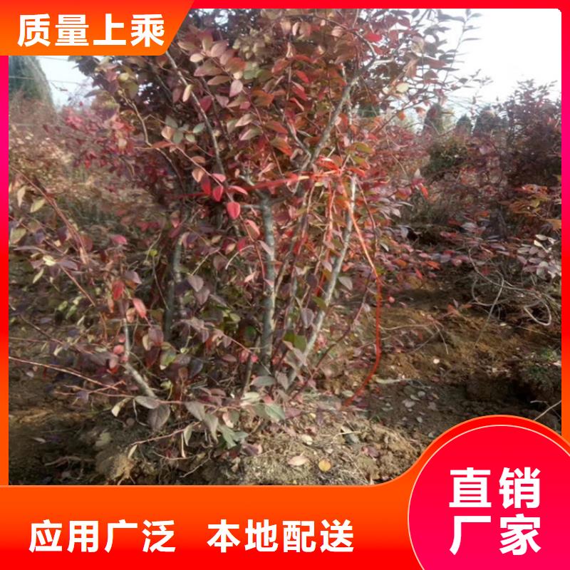 蓝莓苗-苹果苗实力厂家直销