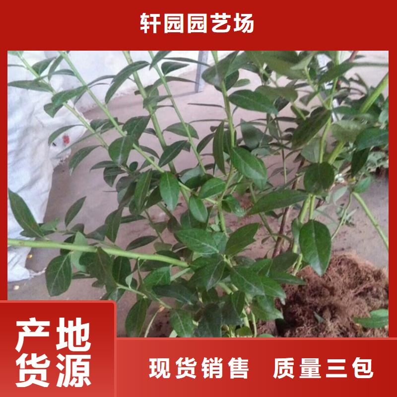 苹果苗视频-苹果苗-黑龙江省齐齐哈尔市【同城】公司-富裕|依安|绥化|大庆|黑河|牡丹江|佳木斯|哈尔滨