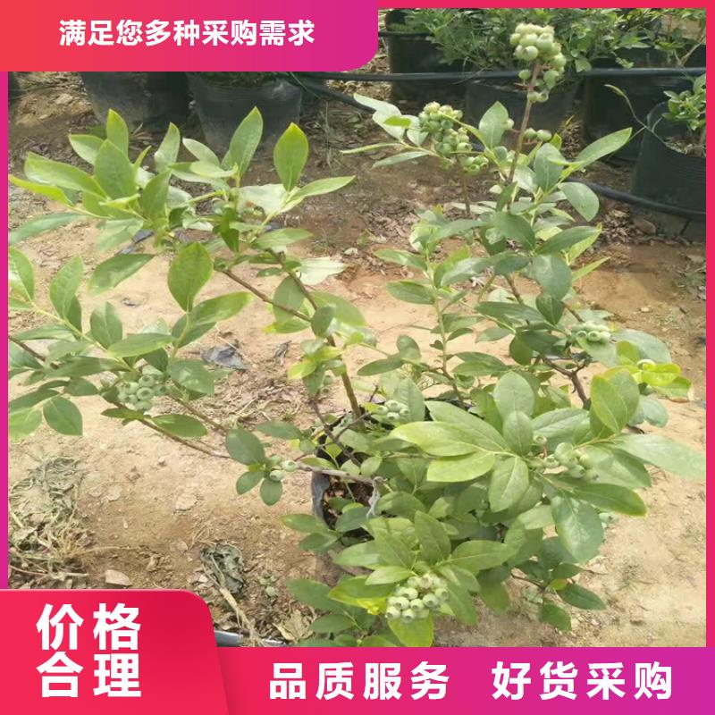 蓝莓苗石榴树出货及时